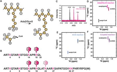 A direct nuclear magnetic resonance method to investigate lysine acetylation of intrinsically disordered proteins